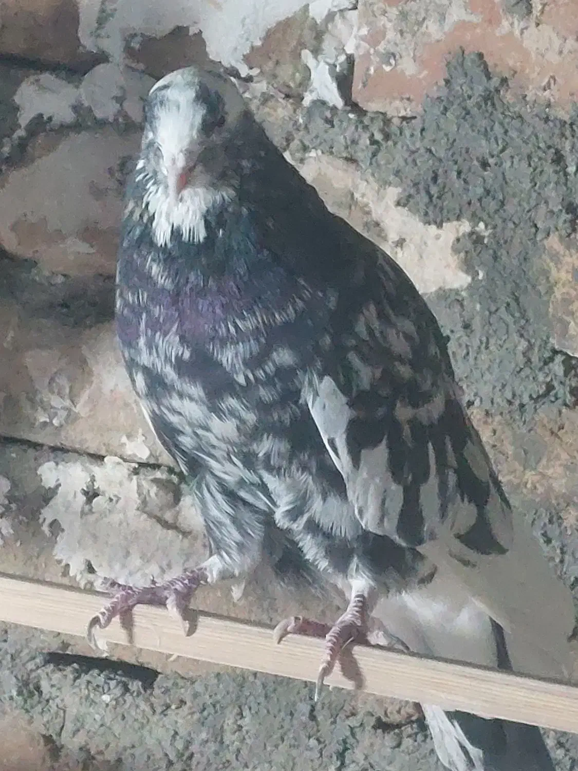 یک جفت سرور هفت رنگ|پرنده|خاوران, |دیوار