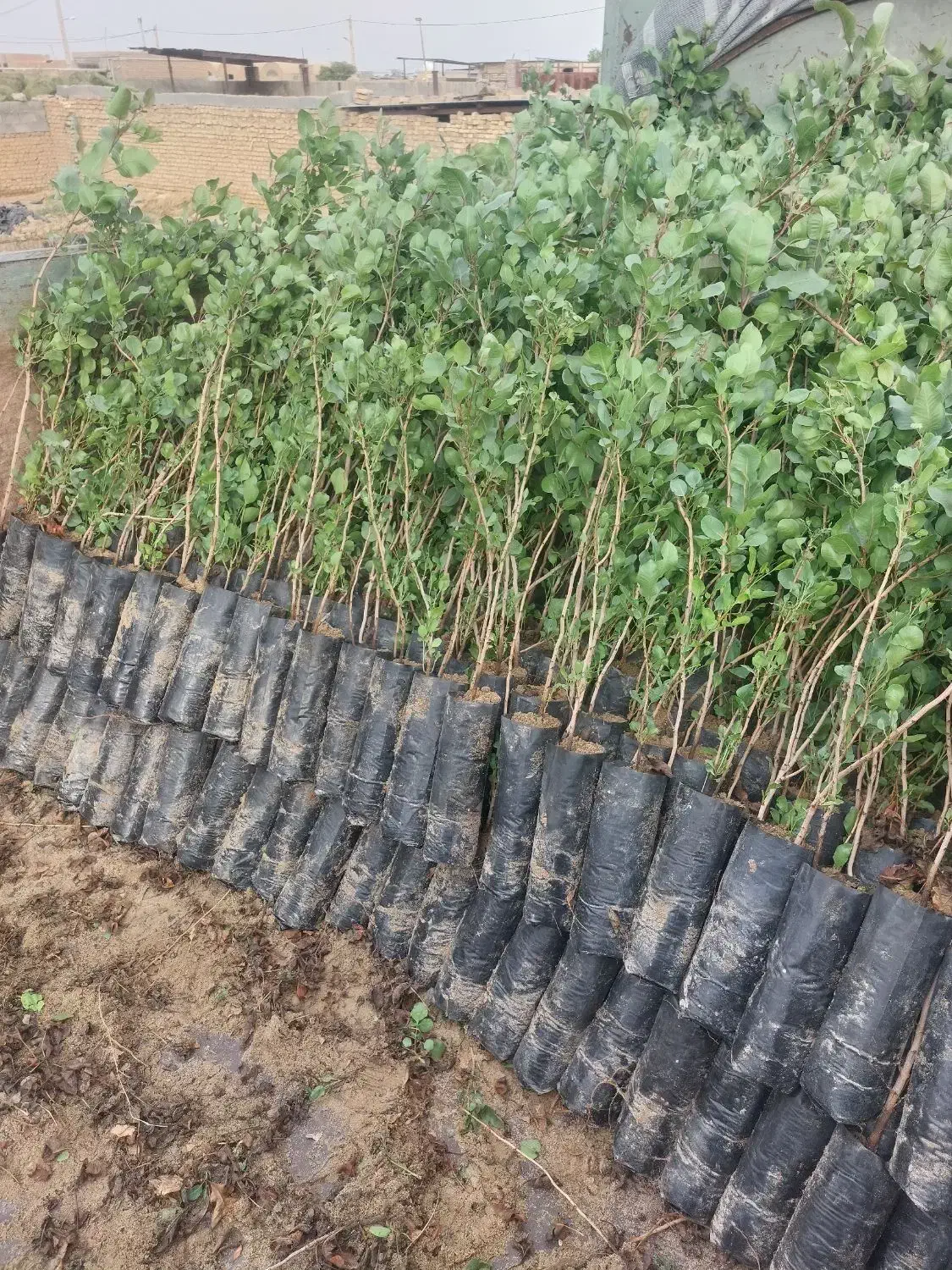 فروش نهال پسته منطقه برخوار|گل و گیاه طبیعی|حبیب آباد, |دیوار