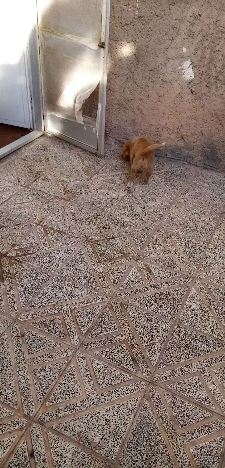 سگ اشپیتز|سگ|کرمان, |دیوار