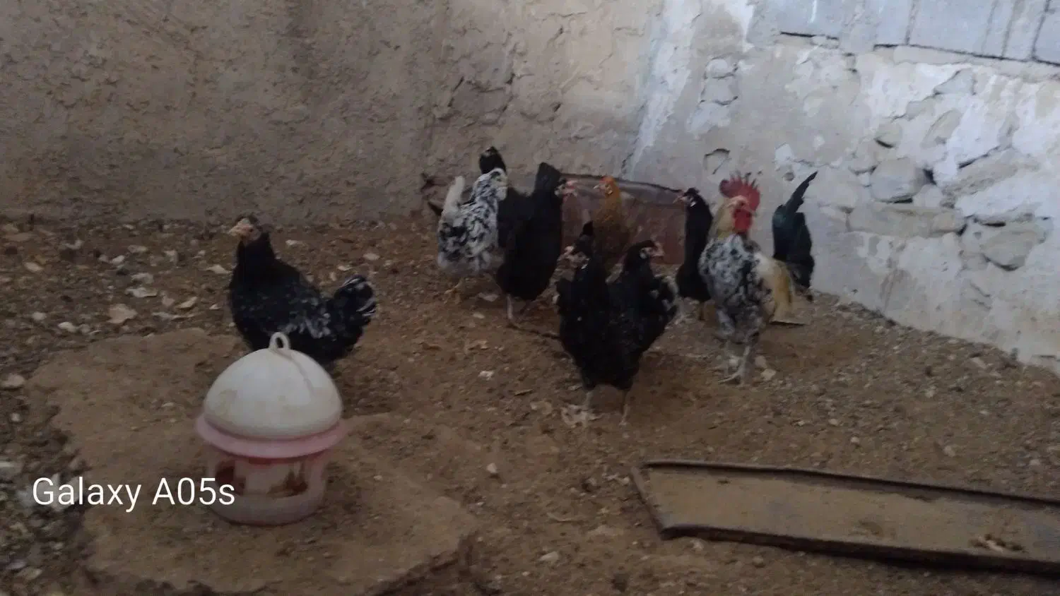 سرگرمی و فراغت حیوانات|حیوانات مزرعه|بوشهر, |دیوار