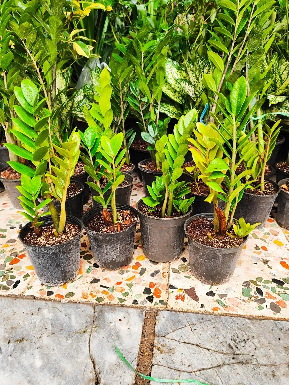 زاموفیلیا|گل و گیاه طبیعی|اهواز, فدک|دیوار