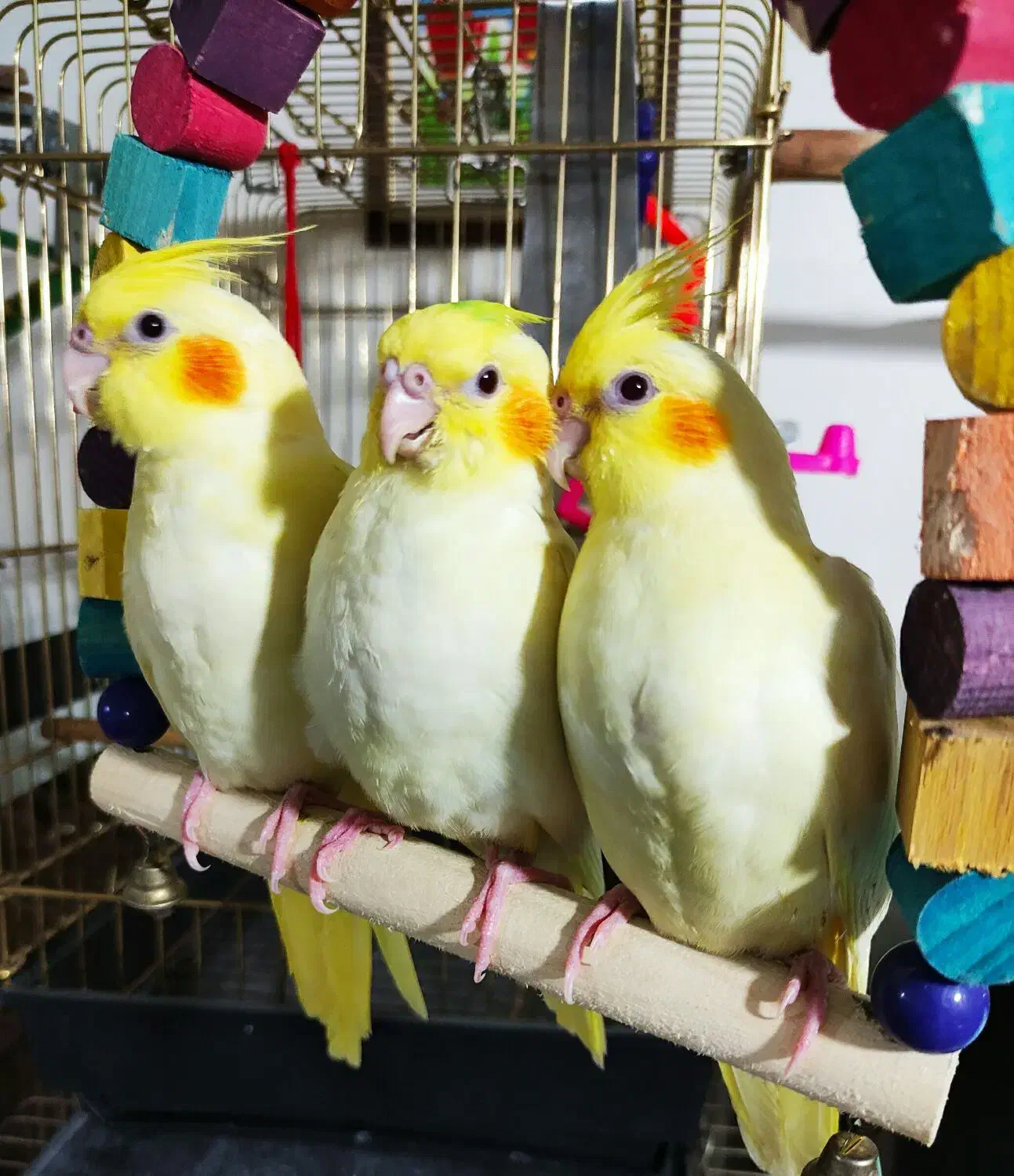 عروس هلندی ماده و انواع مرغ عشق|پرنده|تبریز, |دیوار