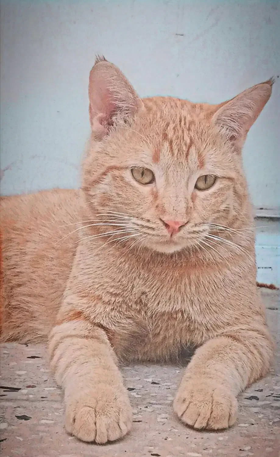 واگذاری گربه|گربه|جهرم, |دیوار