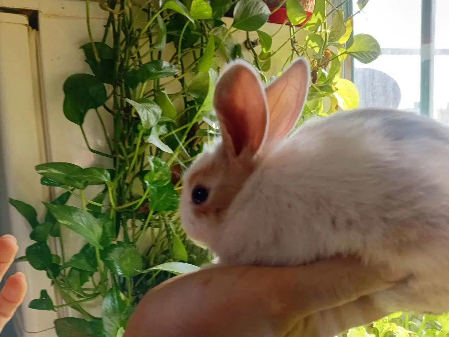 خرگوش|موش و خرگوش|تهران, حصارک|دیوار