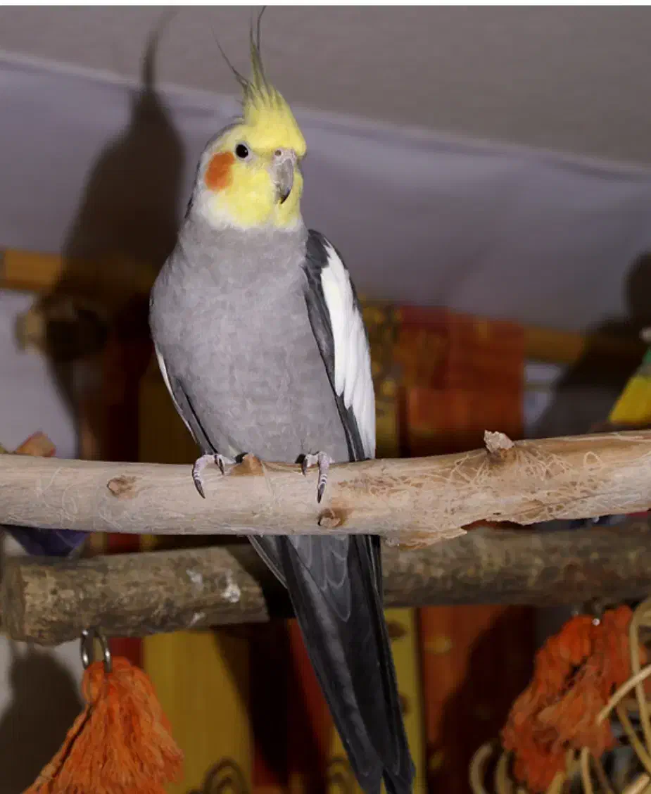 عروس هلندی نر|پرنده|آستارا, |دیوار