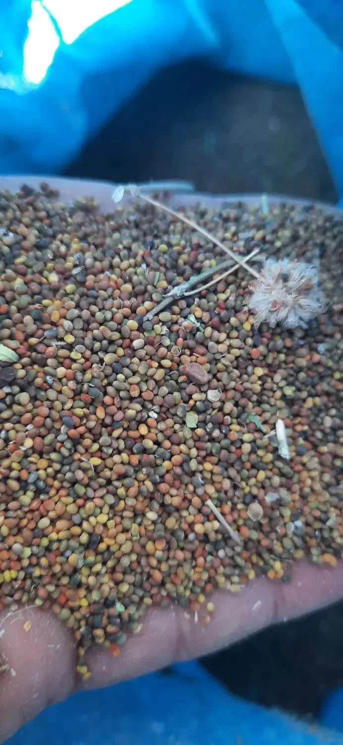 بذر|عمده‌فروشی|بیضا, |دیوار