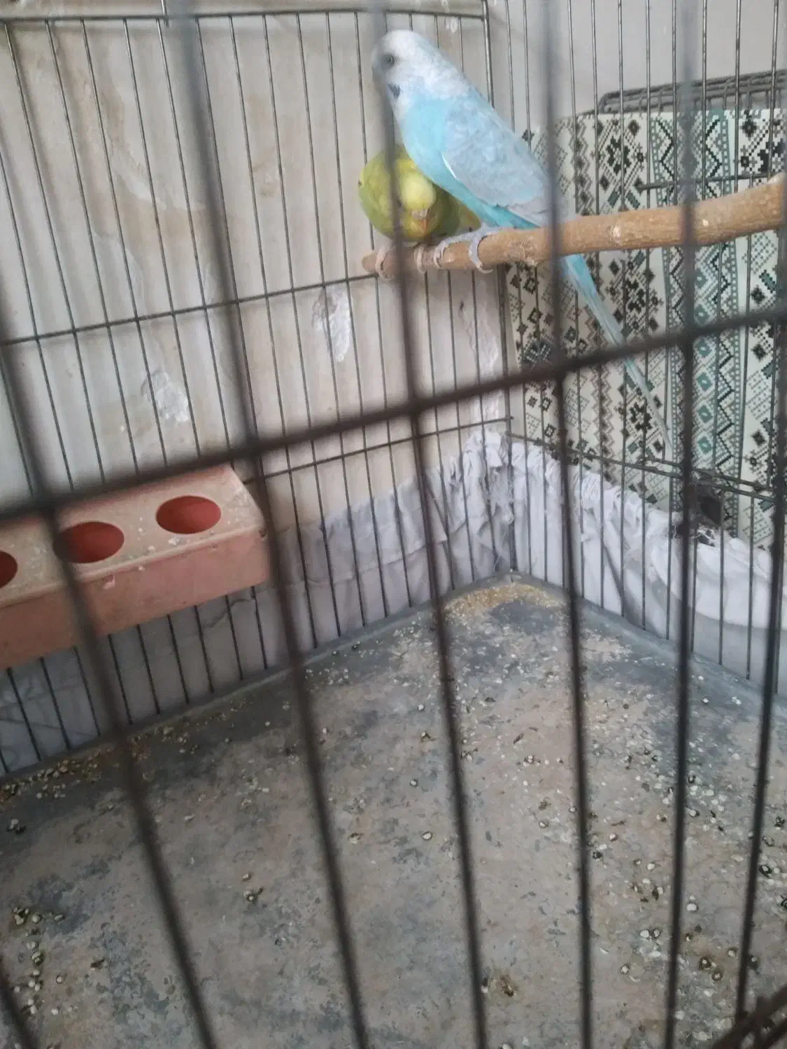 مرغ عشق|پرنده|شیراز, جرسقان|دیوار