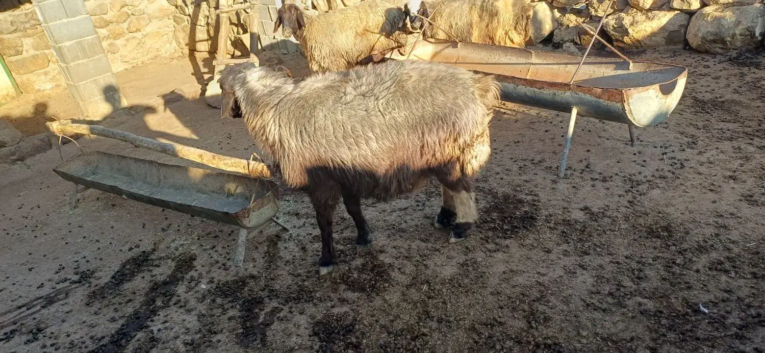 قوچ|حیوانات مزرعه|لوداب, |دیوار