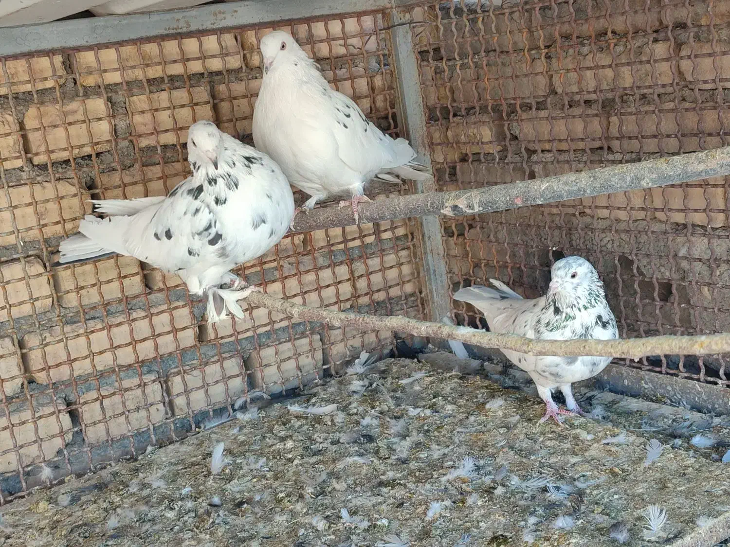 کبوتر|پرنده|سامان, |دیوار