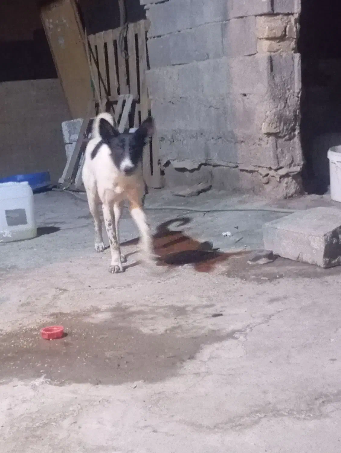 سگ سرابی واگذارمیشود|سگ|آبادان, |دیوار