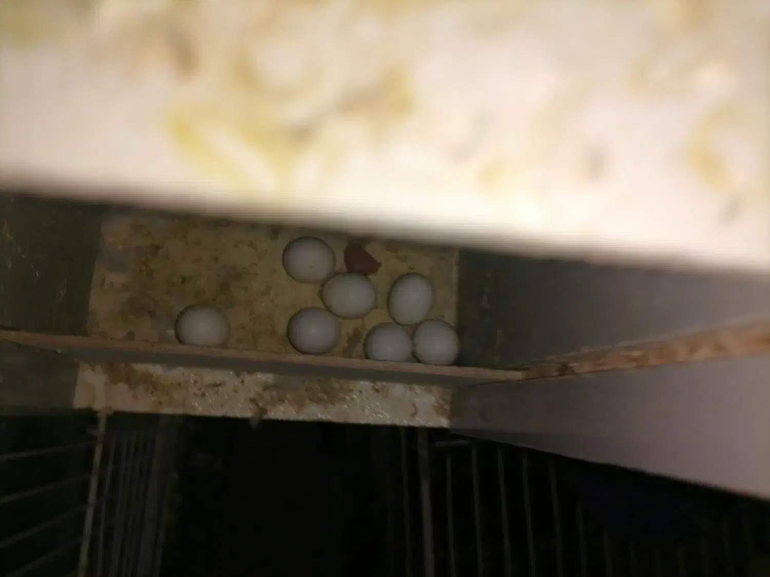 مرغ عشق کارداده|پرنده|تربتحیدریه, قائم|دیوار