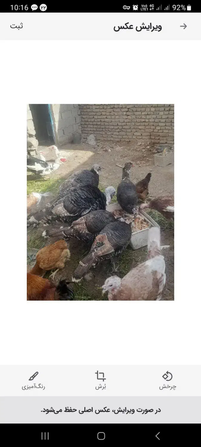 بوقلمون|حیوانات مزرعه|اردبیل, |دیوار