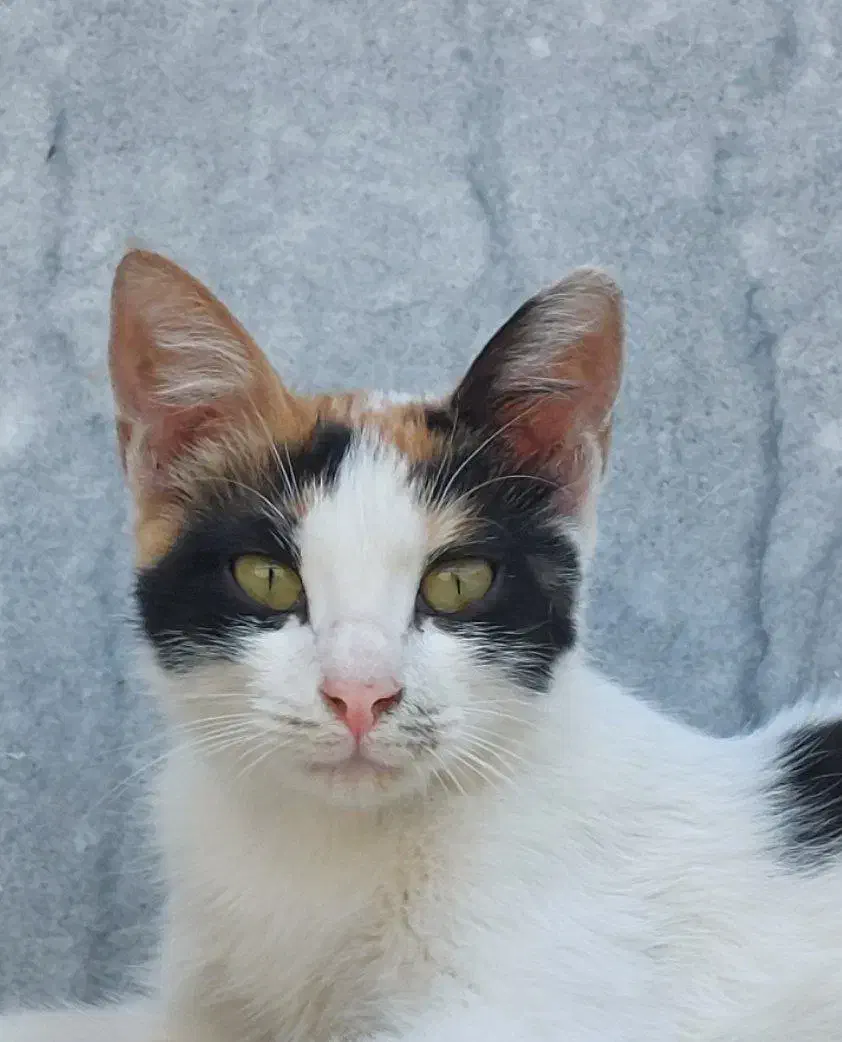 واگذاری دو گربه ملوس|گربه|مینودشت, |دیوار