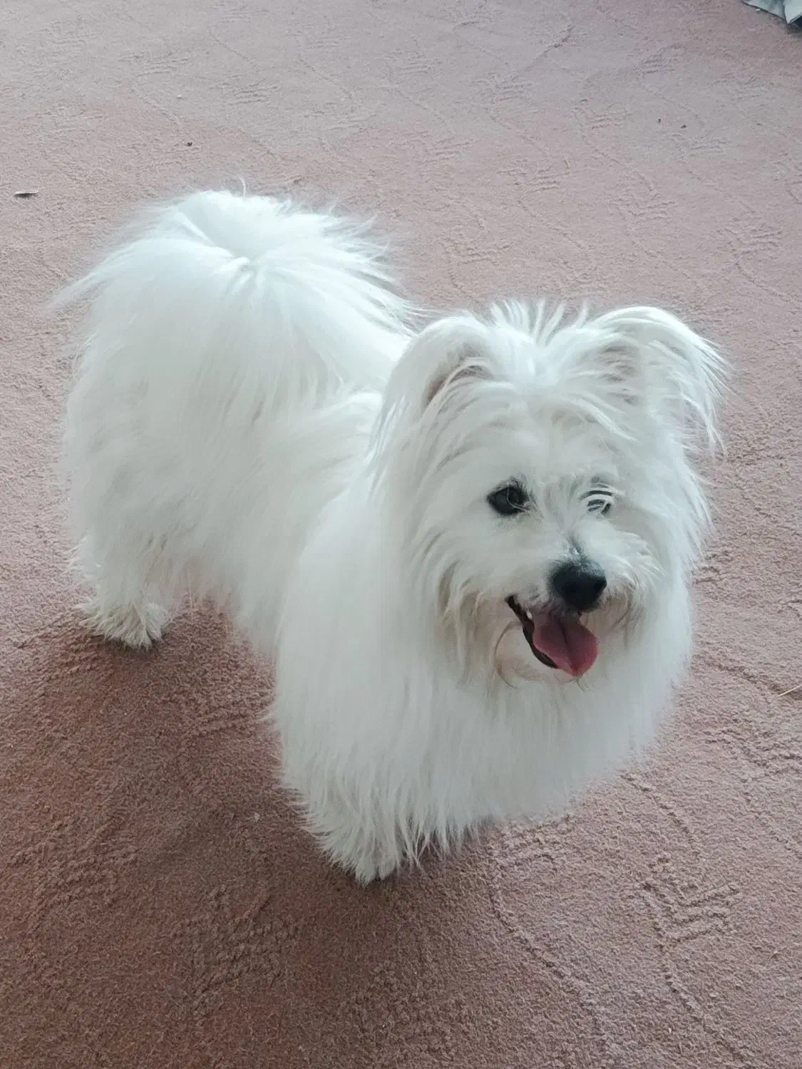 سگ خانگی|سگ|خمین, |دیوار