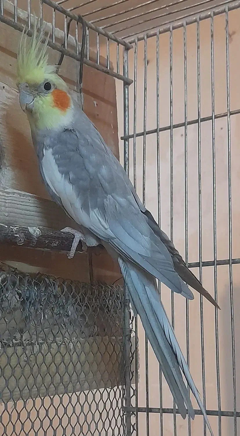 عروس هلندی.طوطی برزیلی.مرغ عشق|پرنده|محلات, |دیوار