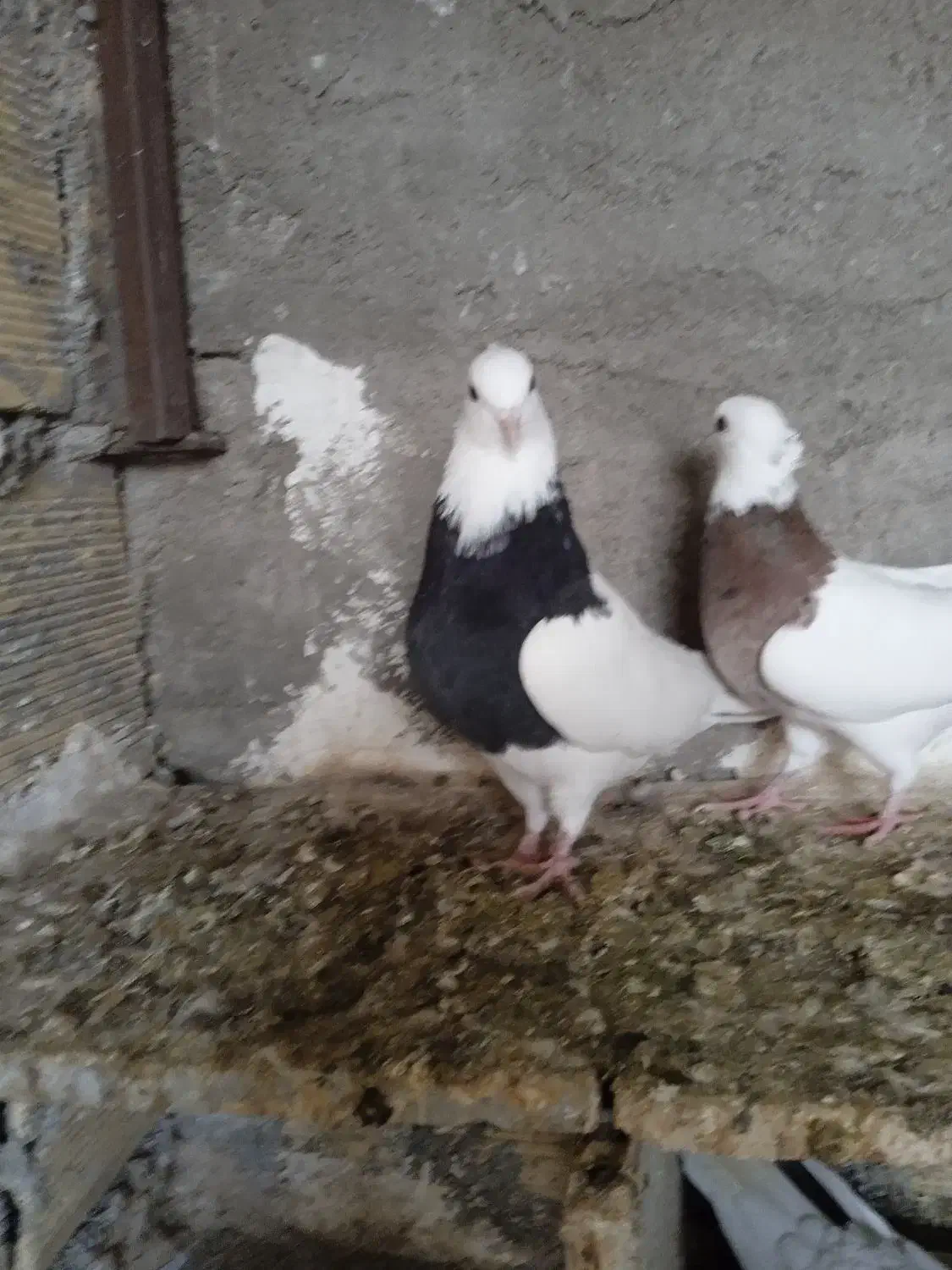 3عددطوقی|پرنده|بندر گناوه, |دیوار