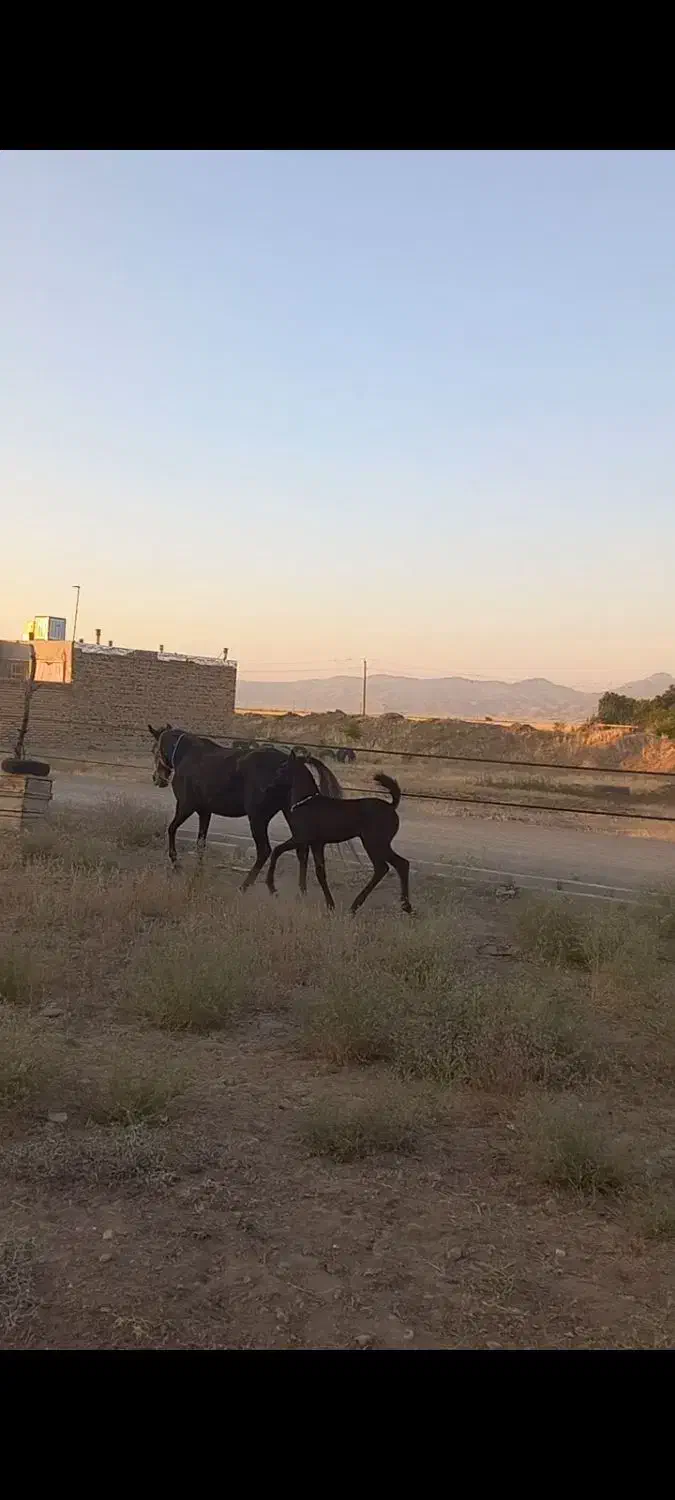 مادیان|اسب و تجهیزات اسبسواری|اسدآباد, |دیوار