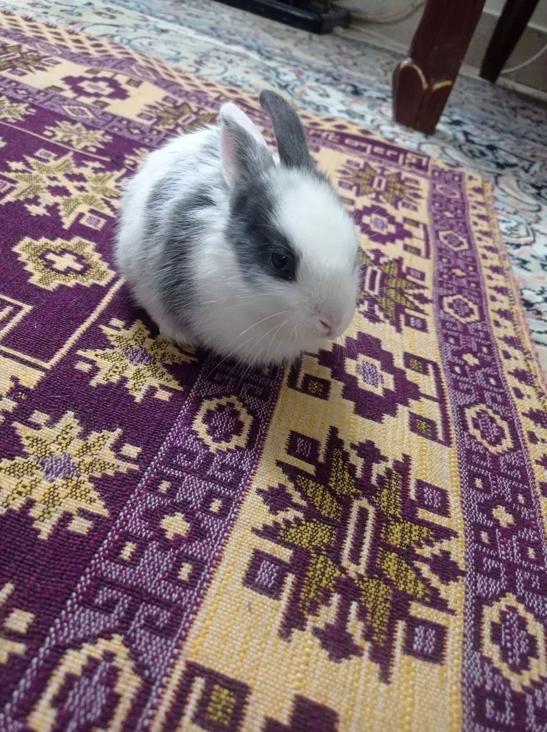 خرگوش لپ|موش و خرگوش|تهران, دولاب|دیوار