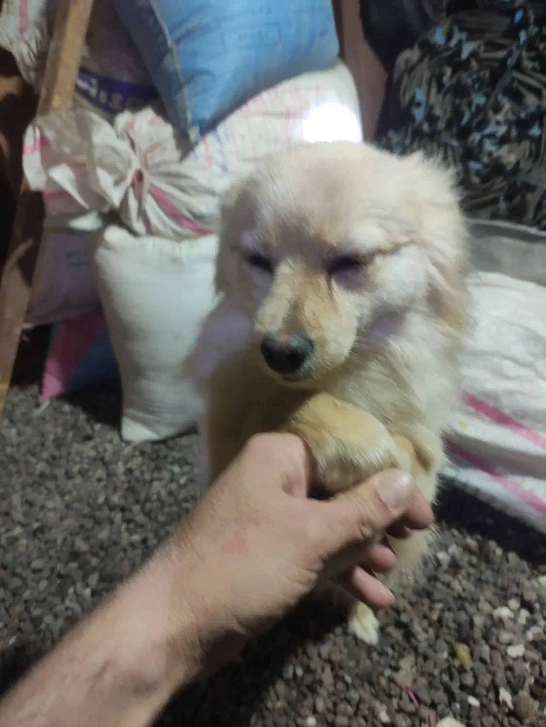 پامر روباهی حدوداً یکساله|سگ|اسدآباد, |دیوار