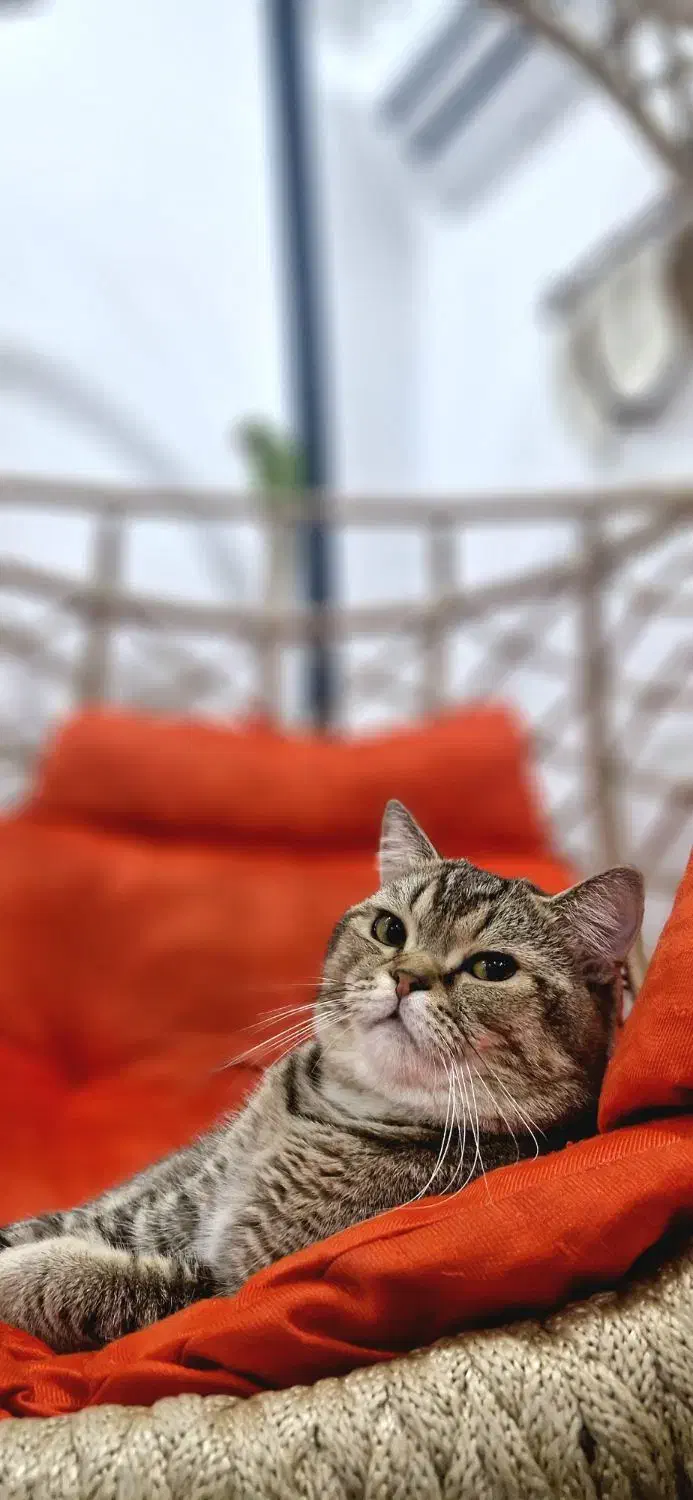 گربه بریتیش|گربه|بندرلنگه, |دیوار