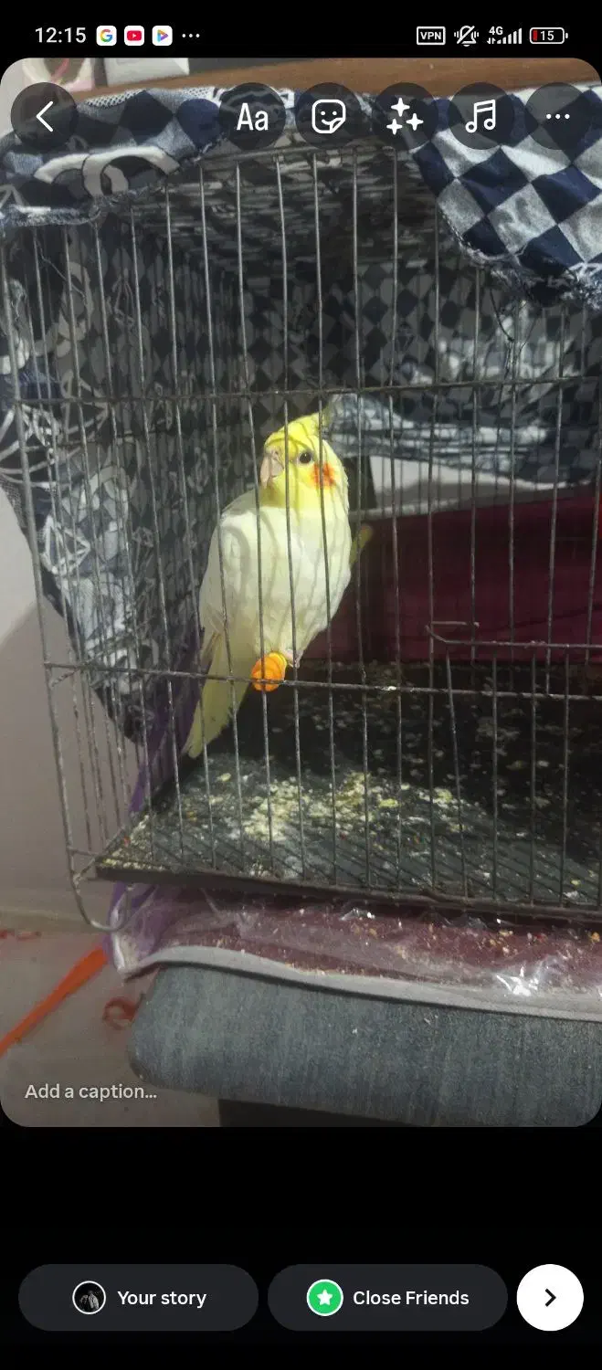 پرنده|پرنده|مشگین شهر, |دیوار