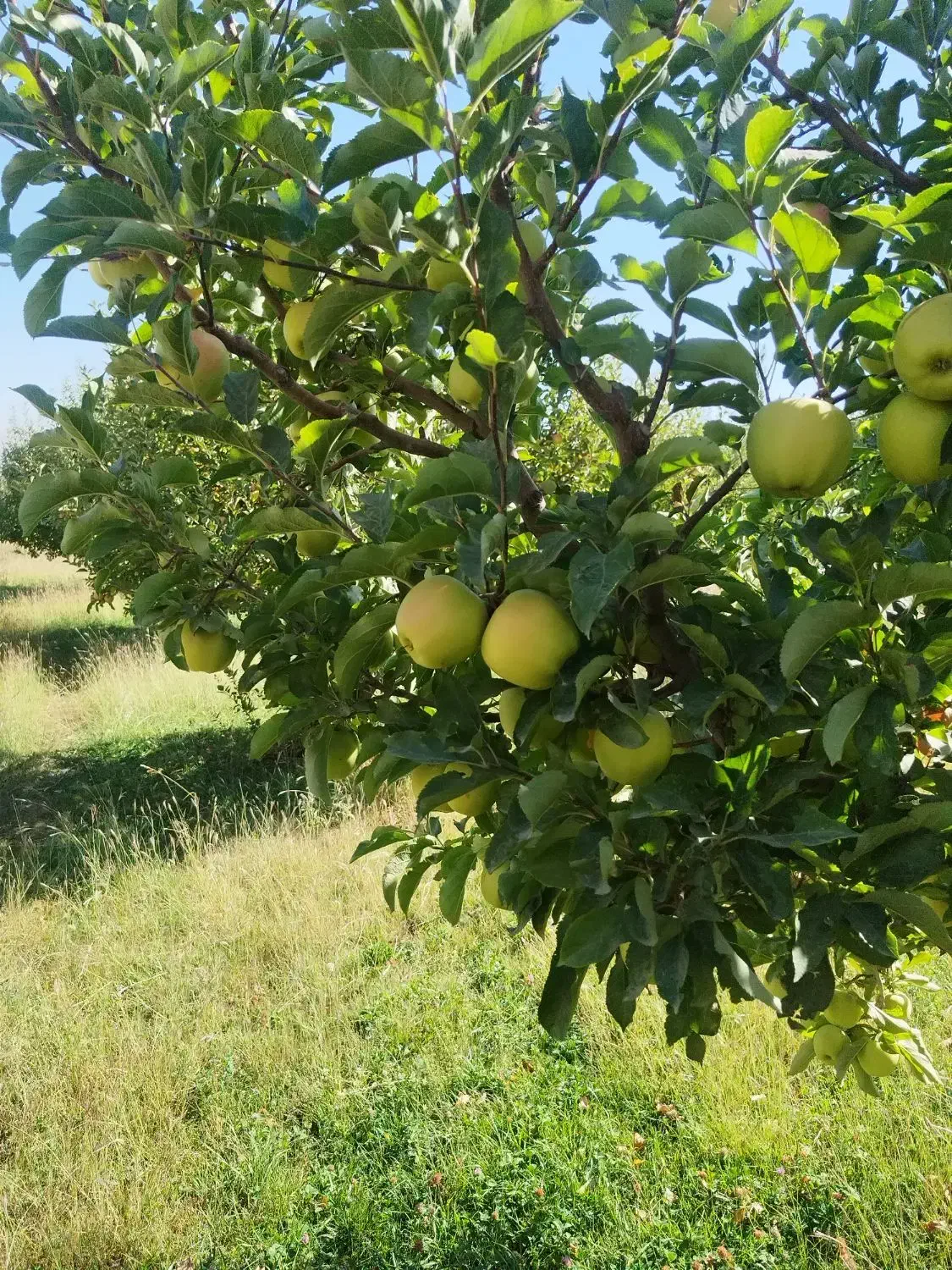 سلام جویای نیروی کار|فعالیت داوطلبانه|ارومیه, |دیوار