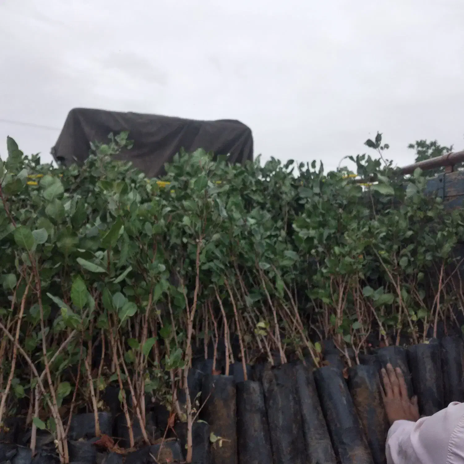 نهال پسته گلدانی،|خدمات باغبانی و درختکاری|طبس, |دیوار