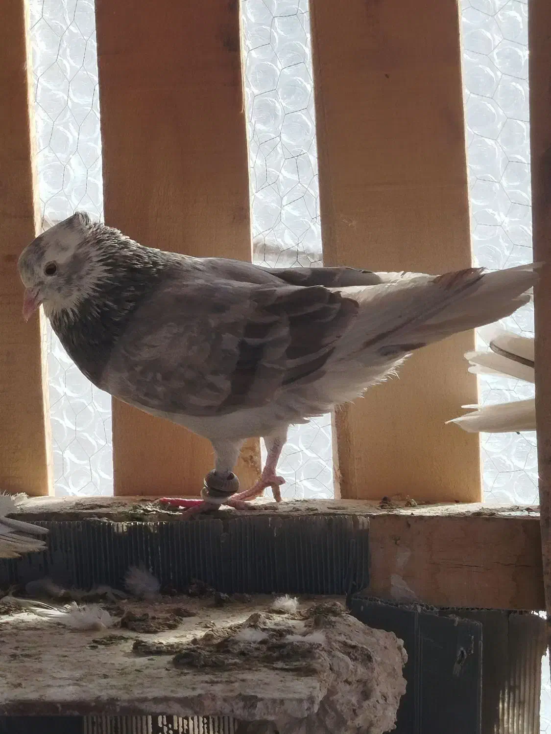 کبوتر|پرنده|ایذه, |دیوار