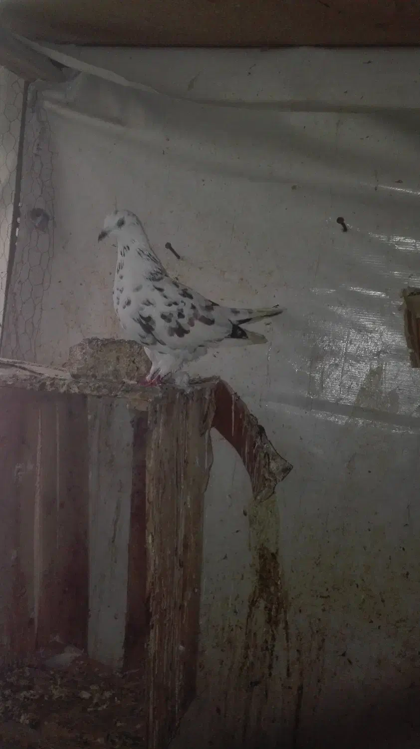 کبوتر|پرنده|گرگان, |دیوار