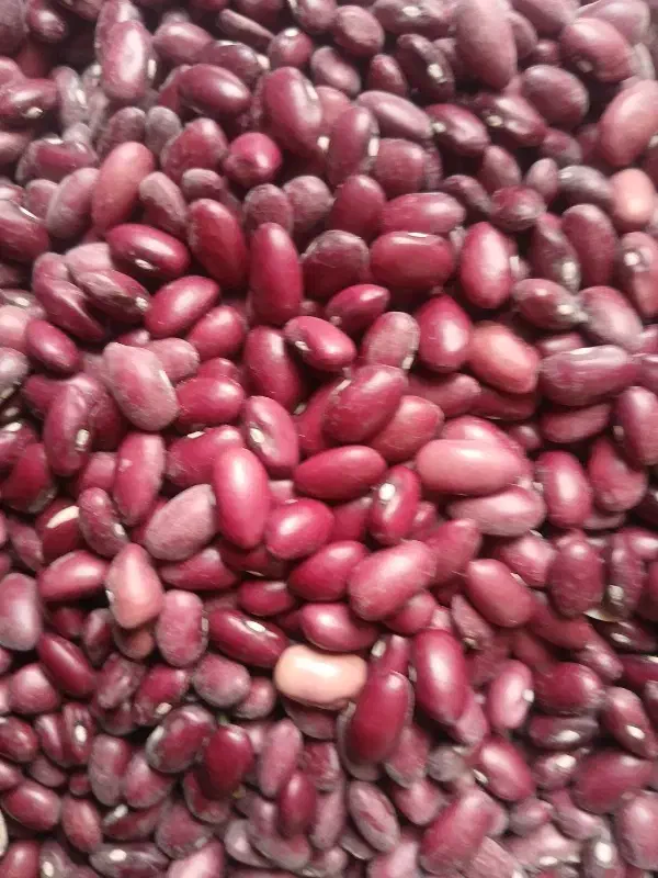 لوبیا|خوردنی و آشامیدنی|ساروق, |دیوار