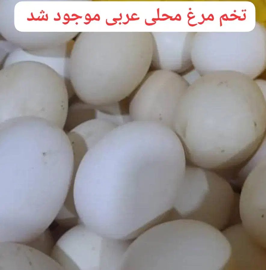 تخم مرغ محلی|عمدهفروشی|بندر ماهشهر, |دیوار
