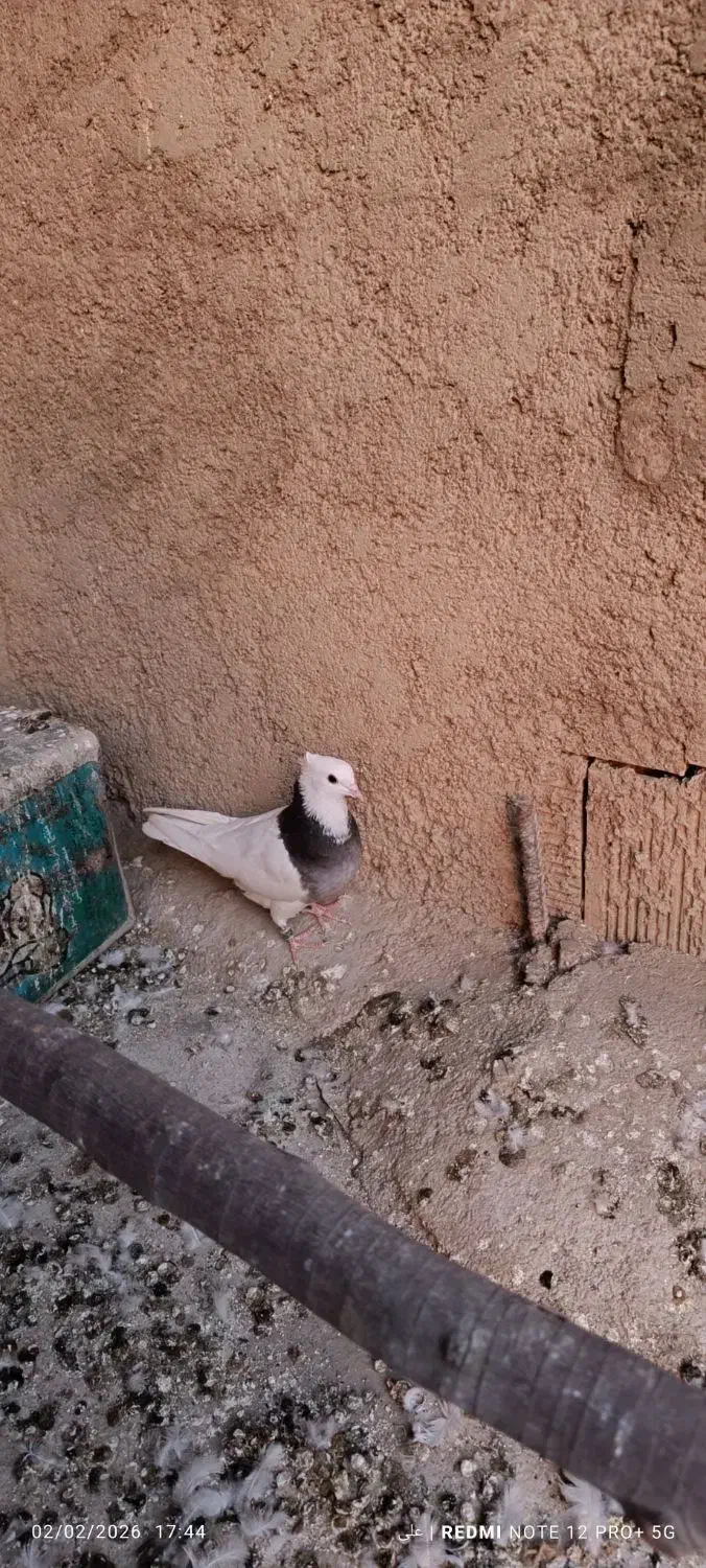 طوقی سینه ای|پرنده|مبارکه, |دیوار