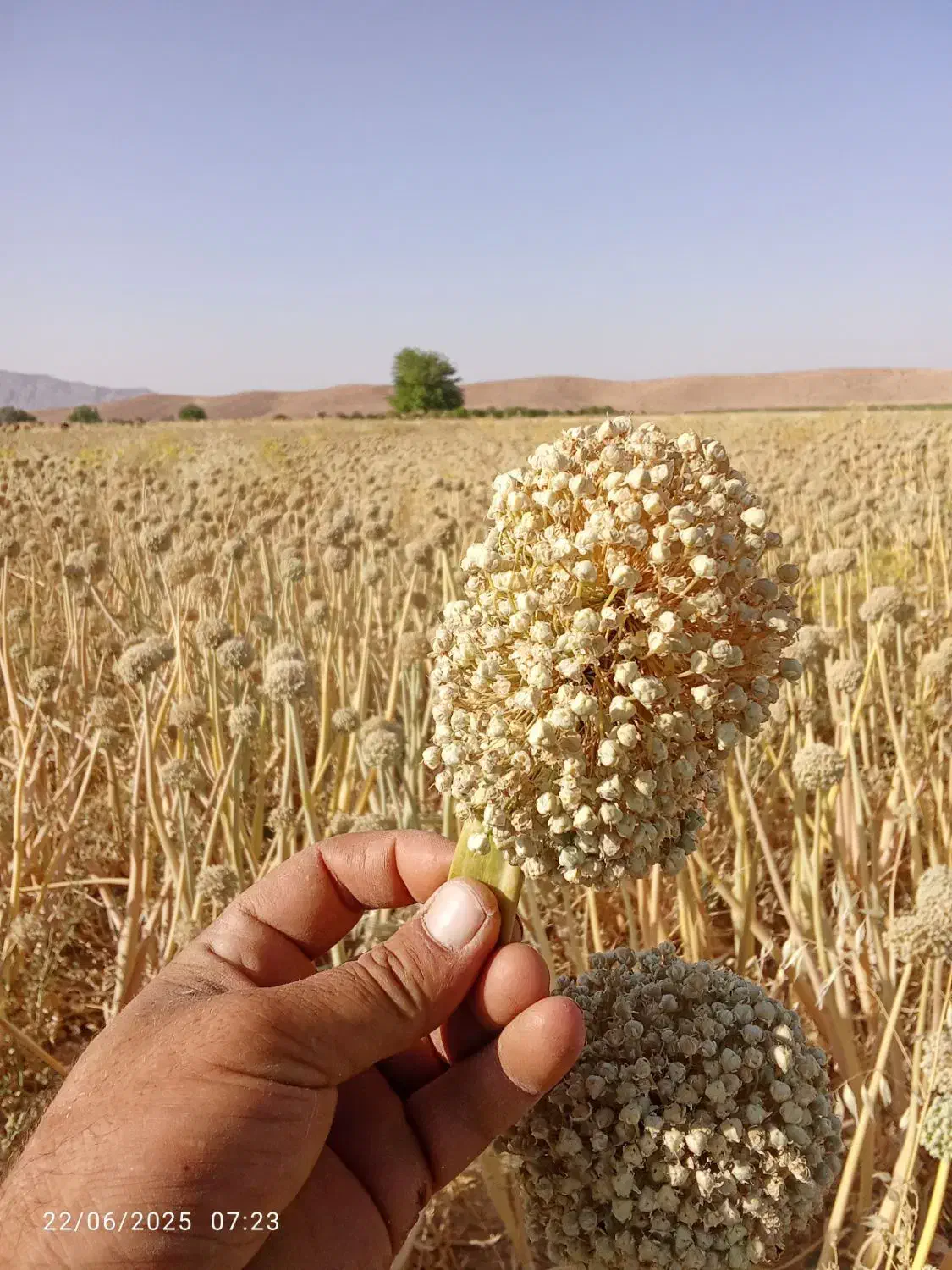 بذر پیاز مینروا و بذر طلایی  هفت پوس فلات|گل و گیاه طبیعی|فسا, |دیوار