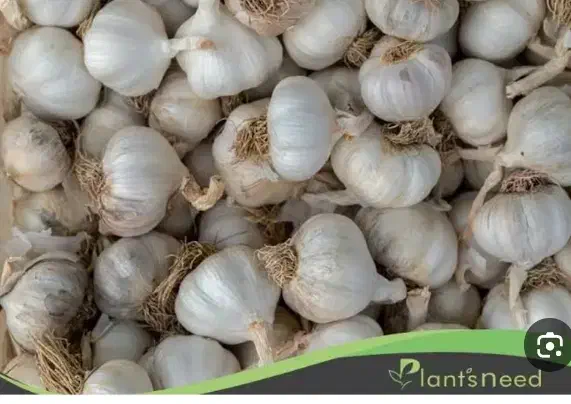 اجاره زمین  برای کاشت سیر برف 3فاز و بارانی ثابت|اجارهٔ کوتاه‌مدت ویلا و باغ|میاندوآب, |دیوار