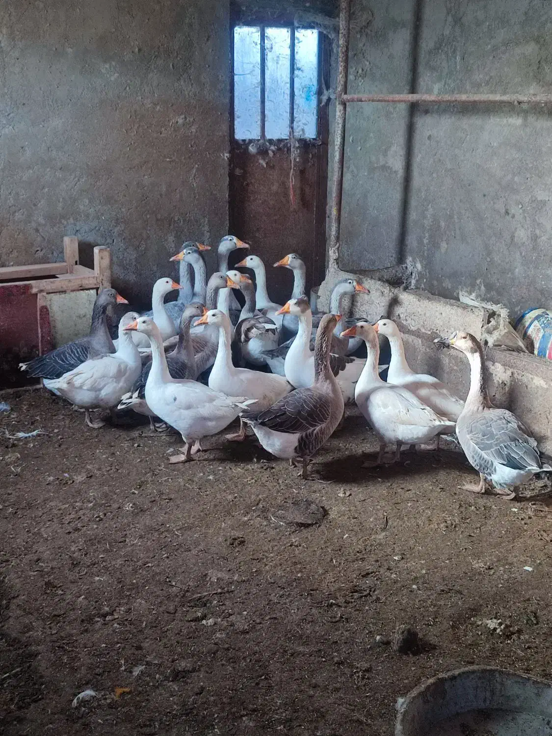 غاز محلی|حیوانات مزرعه|چاراویماق, |دیوار