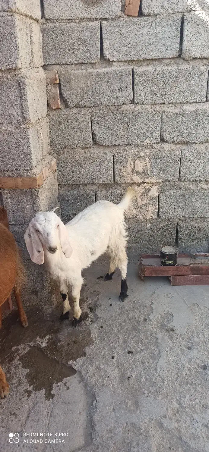گتاچ دوقلو زا نسل دار زیر قیمت بازار|حیوانات مزرعه|ایرانشهر, |دیوار