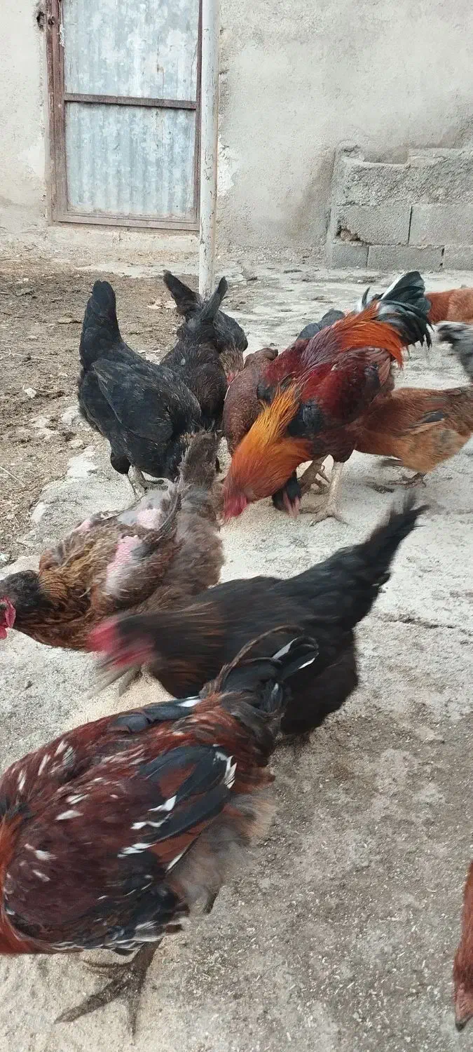 مرغ محلی|حیوانات مزرعه|بیستون, |دیوار