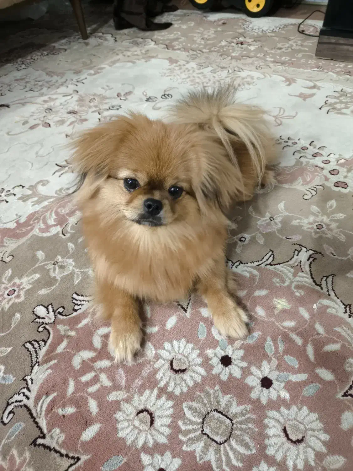 پامریین یک سال و نیم جنس نر عقیم شده|سگ|اهواز, کوی مهدیس|دیوار