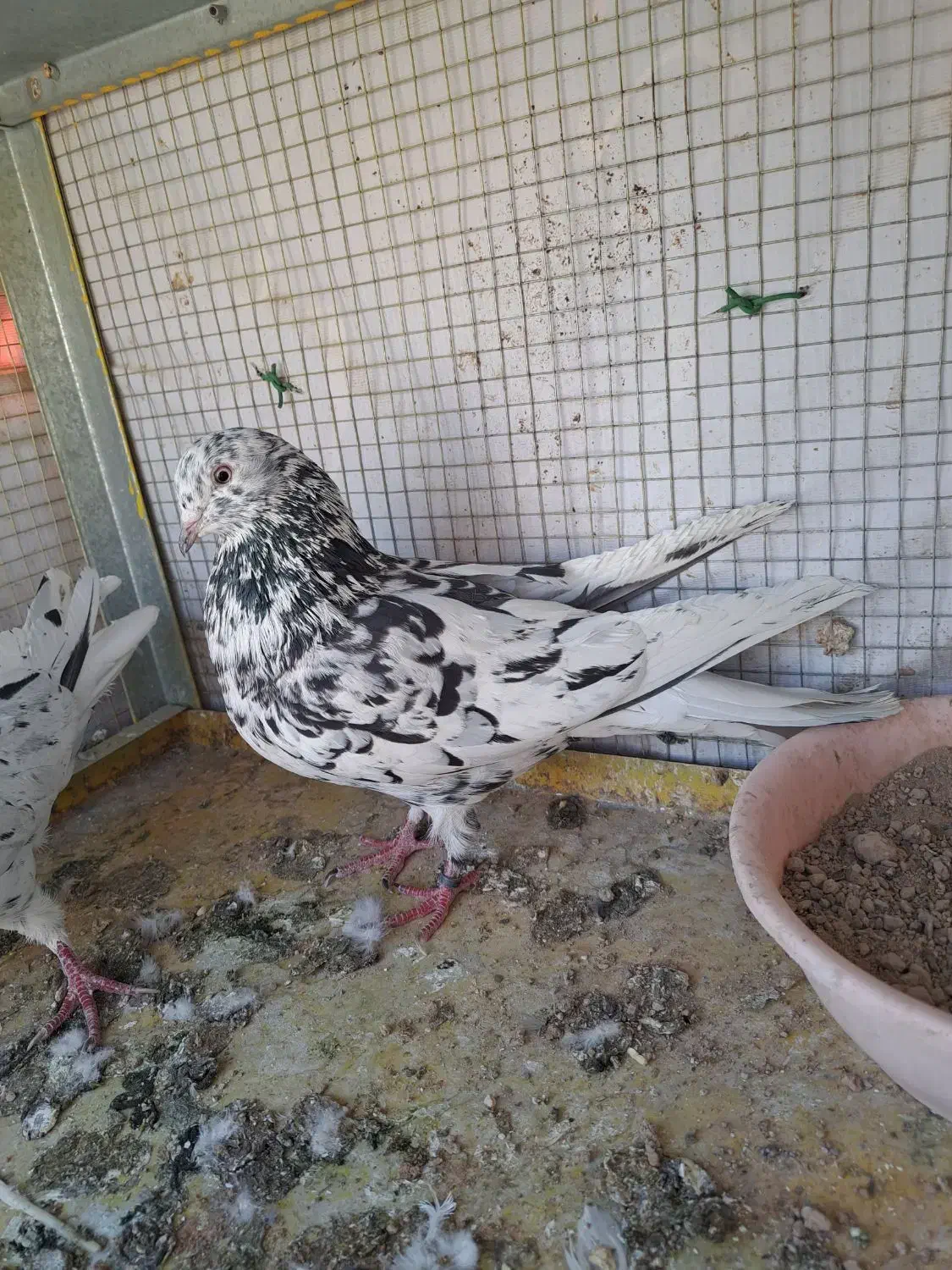 کفتر اصفهانی ترمی|پرنده|برخوار, |دیوار