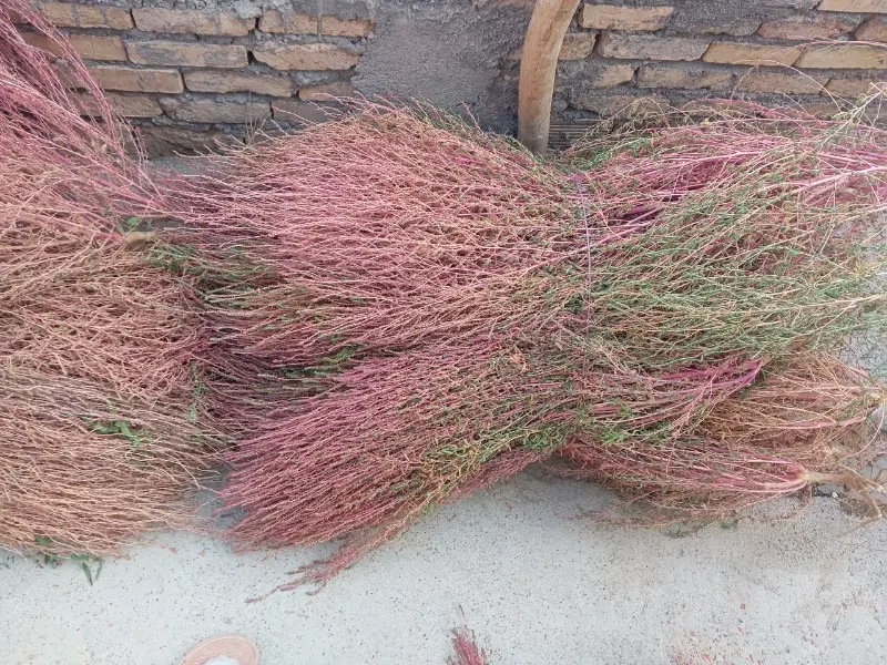 جارو|جاروبرقی، جارو شارژی، بخارشو|بلداجی, |دیوار