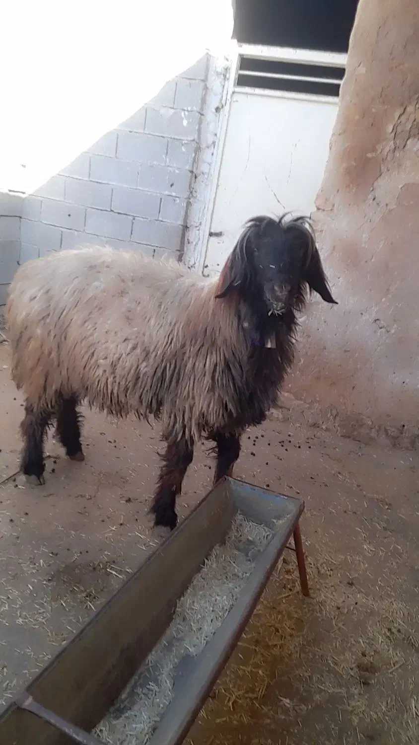 قوچ|حیوانات مزرعه|ایذه, |دیوار