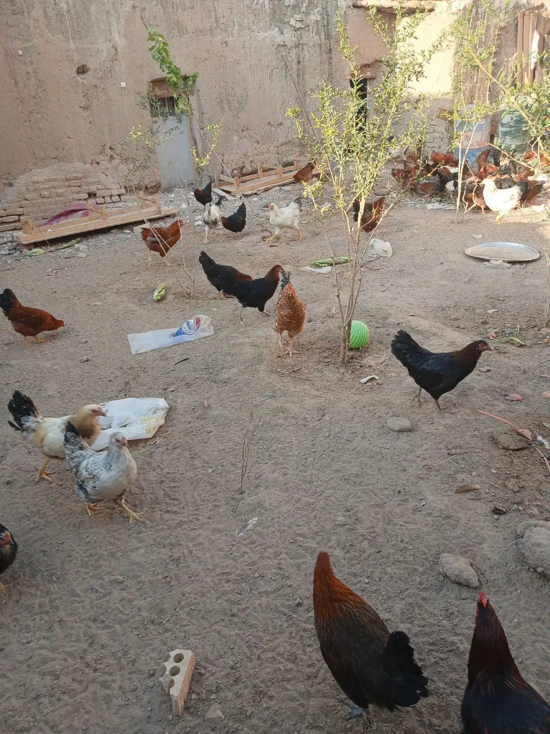 خروس محلی ۷ ماهه|حیوانات مزرعه|سبزوار, قصبه شرقی|دیوار