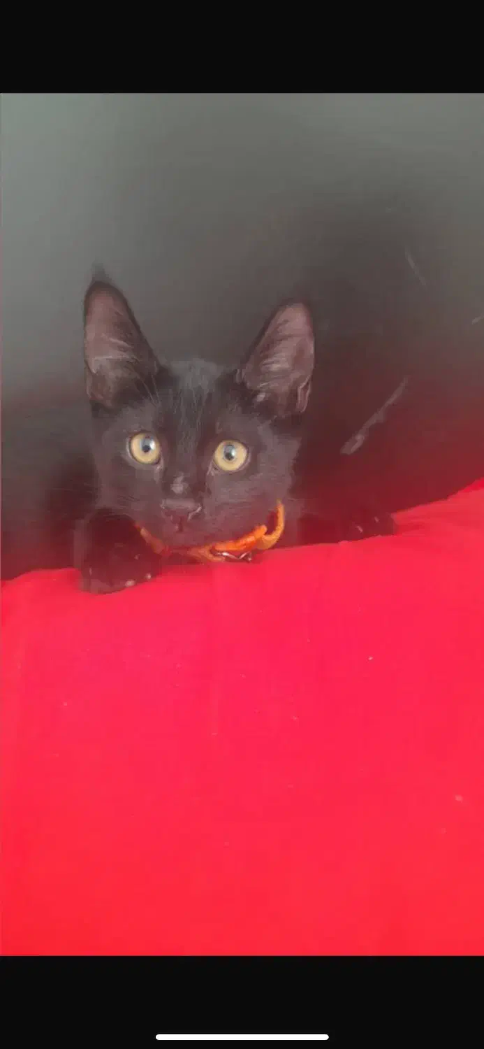 گربه گم شده محدوده امامت|گربه|مشهد, آزادشهر|دیوار