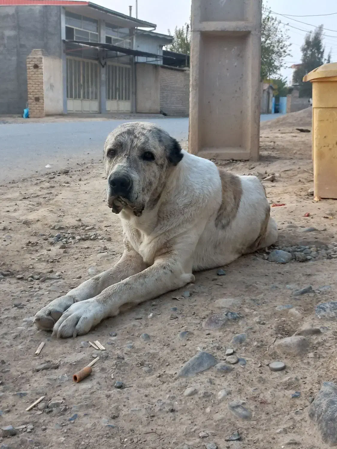 سگ آلبای نر 10میلیون|سگ|انبارآلوم, |دیوار