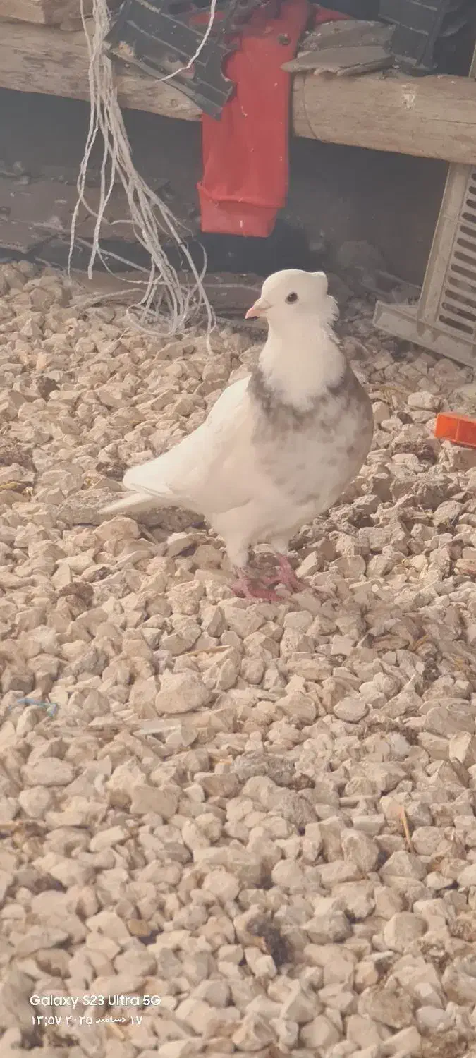 کبوترطوقی|پرنده|سرپل ذهاب, |دیوار