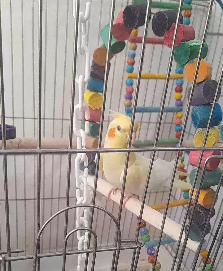 عروس هلندی زعفرونی بهترین نژاد|پرنده|اقلید, |دیوار