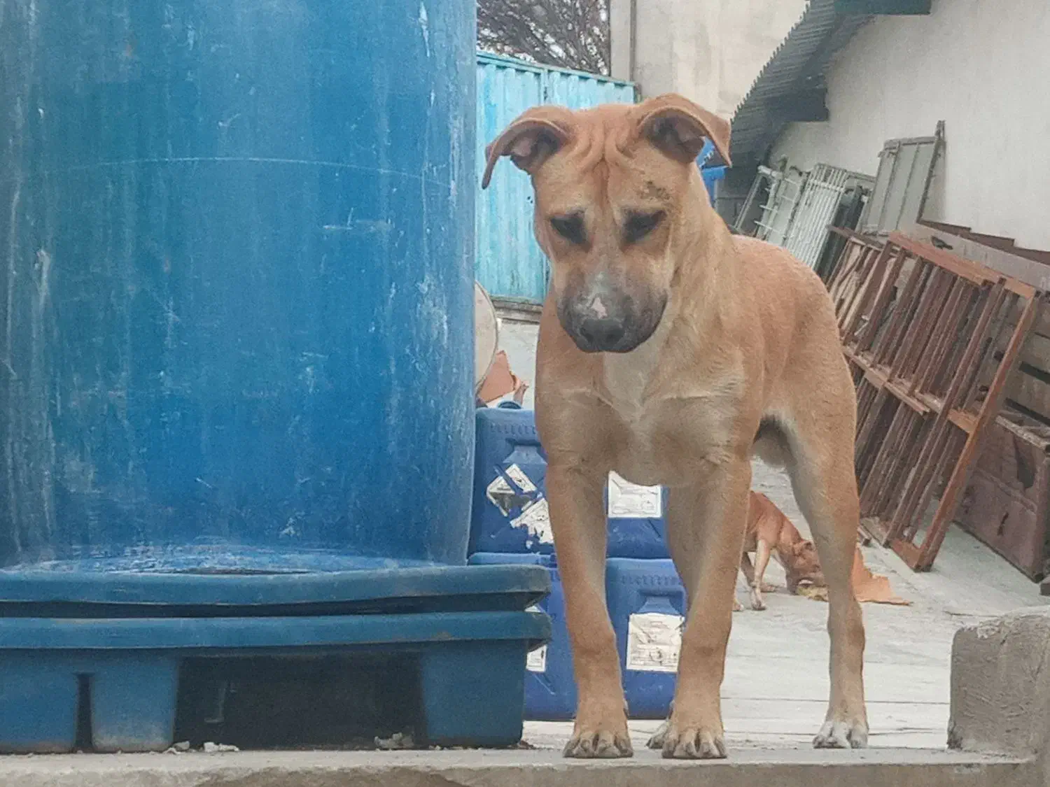 پیتبول سرابی|سگ|بومهن, |دیوار