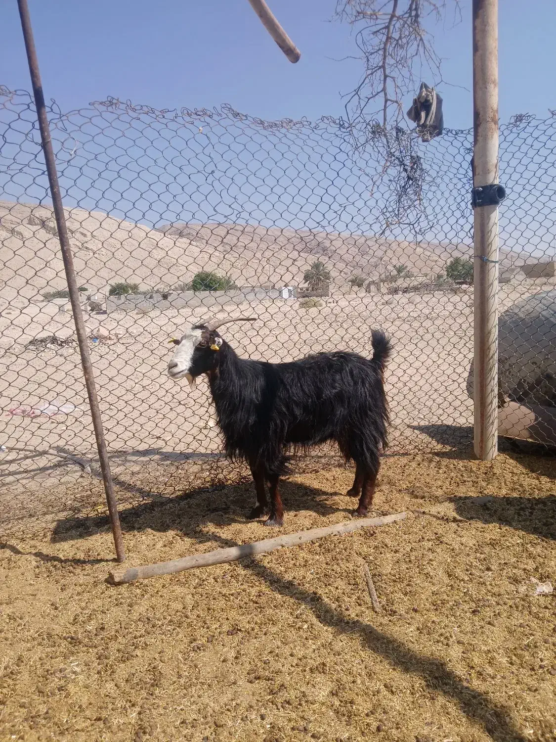 بز داشتی کهره دار|حیوانات مزرعه|اوز, |دیوار