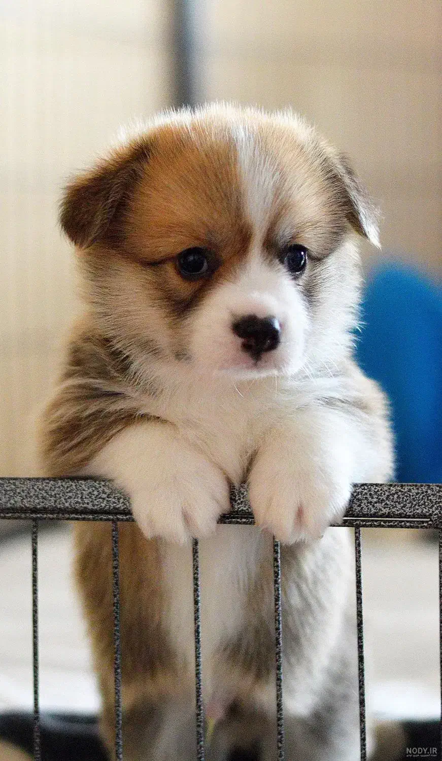 واگزاری توله|سگ|محمدیه-قزوین, |دیوار