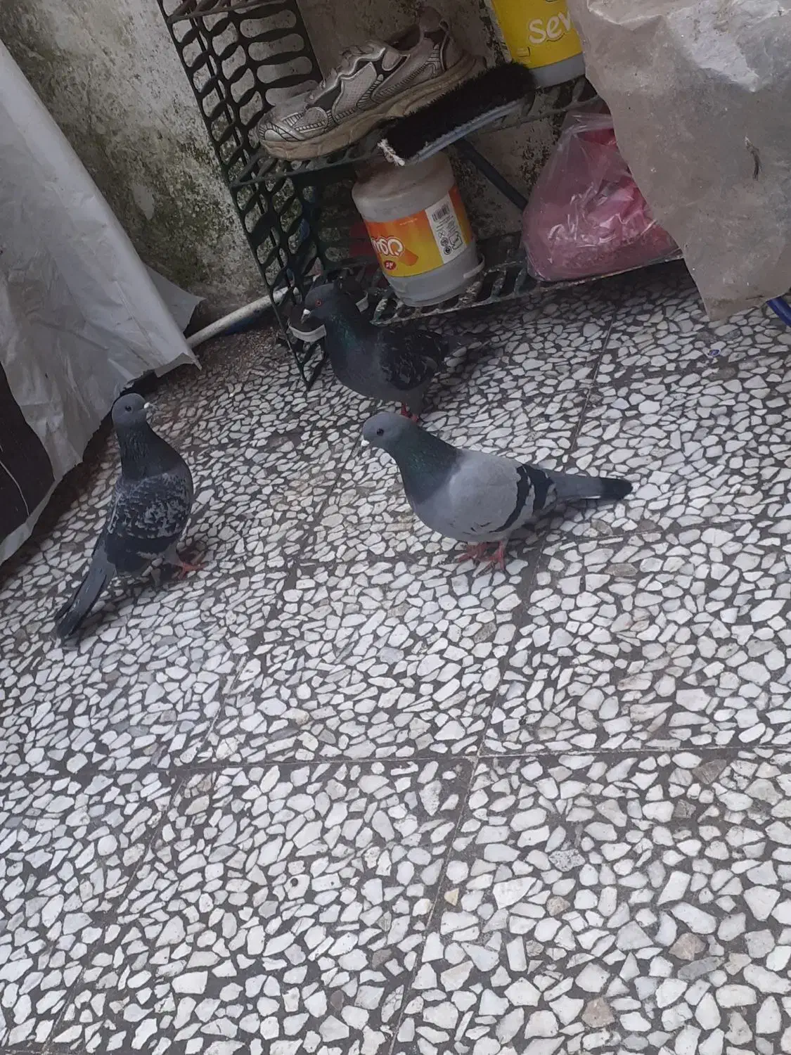 کبوتر|پرنده|رشت, شهرک آیت الله منتظری|دیوار